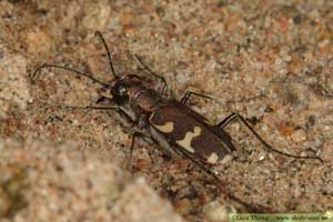 Brun sandjägare, Cicindela hybrida